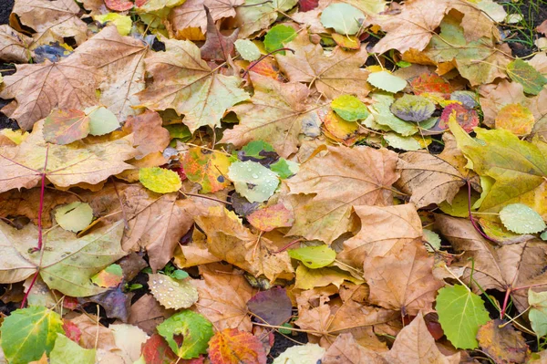 Texture Fond Motif Feuilles Automne Feuilles Sur Sol Rubis Jaune — Photo