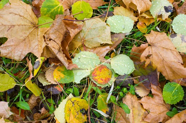 Textura Pozadí Vzor Podzimní Listy Listy Zemi Červená Žlutá Ruby — Stock fotografie
