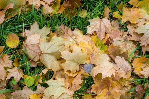 Doku, arka plan, desen. Sonbahar yaprakları yaprakları yere. Kırmızı sarı yakut