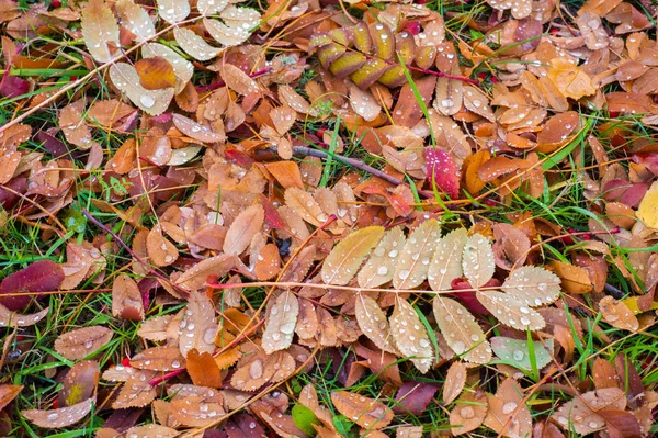 Textur Hintergrund Muster Der Herbst Hinterlässt Blätter Boden Rotgelber Rubin — Stockfoto