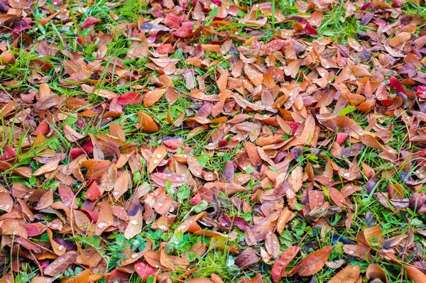 Doku, arka plan, desen. Sonbahar yaprakları yaprakları yere. Kırmızı sarı yakut