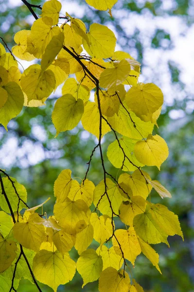Doku, arka plan, desen. Lindens sonbahar yaprakları bir ağaçta sarıdır. Sayaç ışıkta fotoğraflandı. Linden, kireç, sahte, sahte, stumer, ıhlamur ağacı