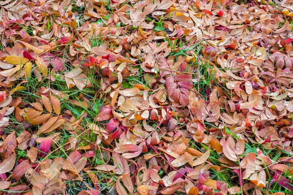Texture Background Pattern Autumn Leaves Leaves Ground Red Yellow Ruby — Stock Photo, Image