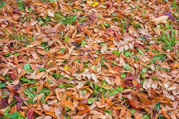 Textur Hintergrund Muster Der Herbst Hinterlässt Blätter Boden Rotgelber Rubin — Stockfoto