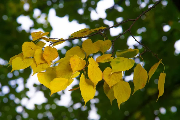Doku, arka plan, desen. Lindens sonbahar yaprakları bir ağaçta sarıdır. Sayaç ışıkta fotoğraflandı. Linden, kireç, sahte, sahte, stumer, ıhlamur ağacı