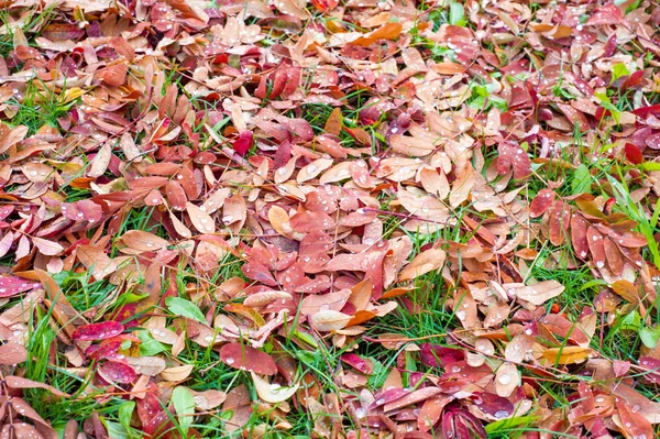 Textur Hintergrund Muster Der Herbst Hinterlässt Blätter Boden Rotgelber Rubin — Stockfoto