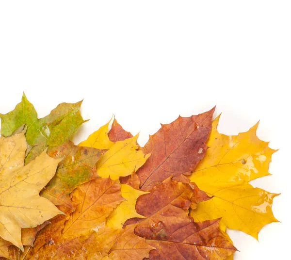 秋天枫叶白色背景 一种乔木或灌木 有裂叶 具翅的果实 和五颜六色的秋叶 生长为观赏或木材或糖浆的汁液 — 图库照片