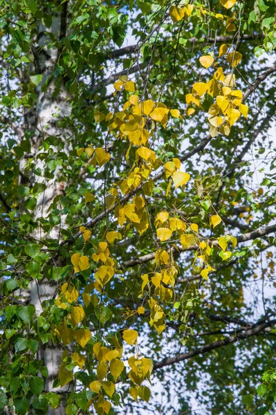 Texture Fond Motif Feuilles Jaunes Automne Bouleau Sur Arbre Couleurs — Photo