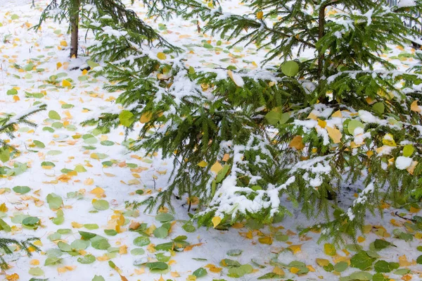 Paisaje Otoño Las Hojas Son Amarillas Primera Nieve Hojas Coloridas —  Fotos de Stock