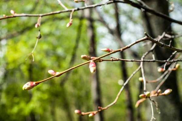 Arka plan resmi, bahar peyzaj, ağaçlar ilk yaprak dokusu