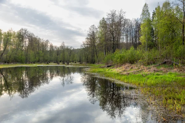 Bahar manzara. Bir güzel bahar yatay bir bataklık, gündoğumu. Yeşil orman ve bulutlu gökyüzü bulutlu. Açık havada doğal çevre kavramı.