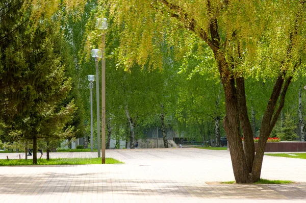 Area City Park Trails Trees Lush Green Grass — Stock Photo, Image