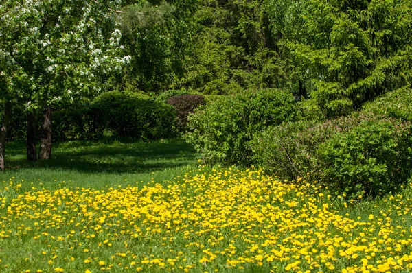 Çiçekler, bahar yatay. Bir çiçek bir karahindiba. Sarı karahindiba çiçek yaprakları yeşil çim, bahar fotoğraf ile. Bahar çiçekleri ve mükemmel güneşli gün