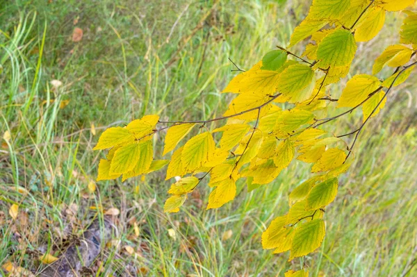 Photographie Macro Gros Plan Brindille Bouleau Automne Couleur Jaune — Photo