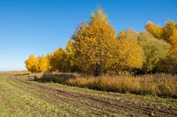 Sonbahar manzara alanından sonra hasat. Sibirya frosts beklentisiyle dünya mı