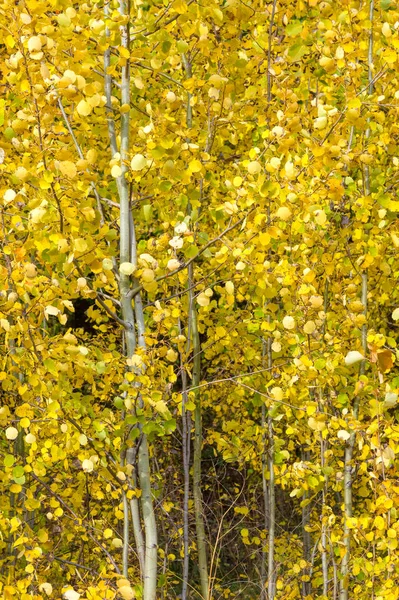 Paisagem Outono Árvore Álamo Folhas Amarelas Tronco Leve — Fotografia de Stock