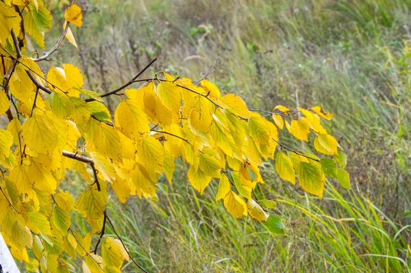 Makro fotoğrafçılık. Yakın çekim. Sonbahar huş dal. Sarı renk