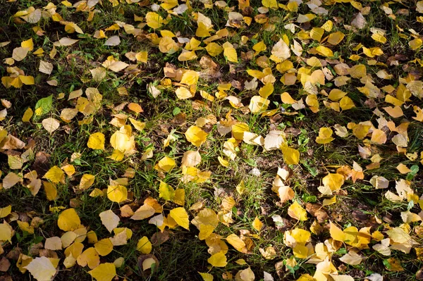 Textur Hintergrundmuster Herbst Weißdorn Rote Beeren Ein Dorniger Strauch Oder — Stockfoto