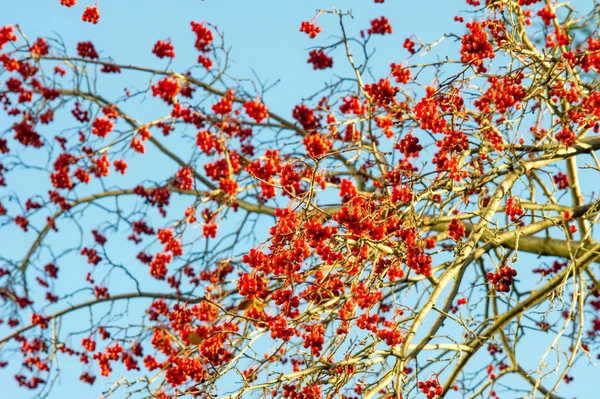 Texture Modello Sfondo Bacche Rosse Biancospino Autunnale Arbusto Albero Spinoso — Foto Stock