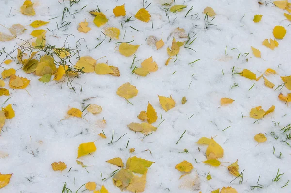 黄红秋叶在第一次下雪 树叶躺在雪地上 在地上 — 图库照片