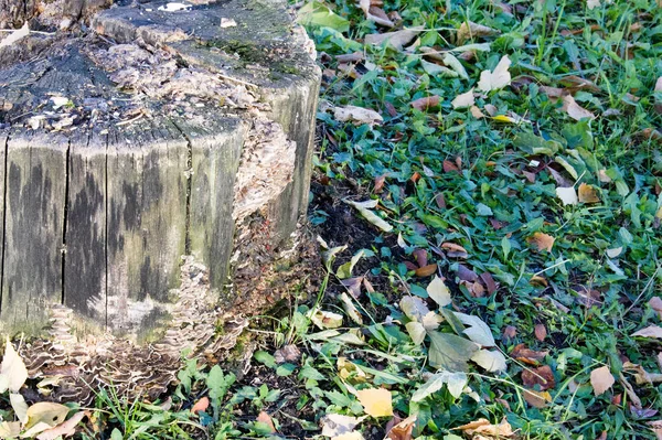 Textuur Achtergrond Patroon Gele Herfstbladeren Rode Eerste Sneeuw Bladeren Liggen — Stockfoto