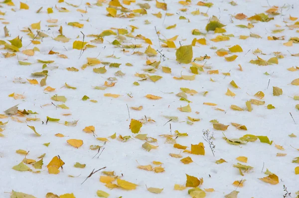 テクスチャ パターン 最初雪の上 黄色の赤の紅葉 地面に雪の上で嘘します — ストック写真