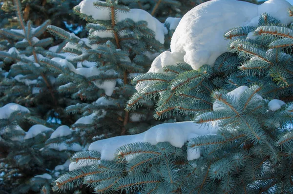 Peisaj Iarnă Ramură Brad Albastru Zăpada Află Ramuri Însorită Îngheţată — Fotografie, imagine de stoc
