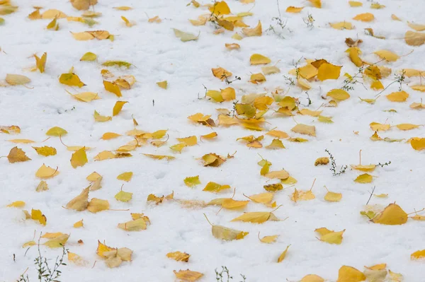 Doku, arka plan, desen. İlk kar üzerinde sarı kırmızı sonbahar yaprakları. Yaprakları yalan yere kar üzerinde.