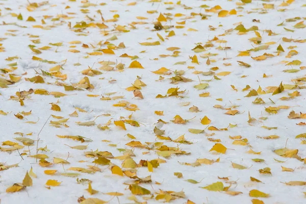 Υφή Φόντο Φαντασία Κίτρινο Κόκκινο Φθινόπωρο Αφήνει Πρώτο Χιόνι Φύλλα — Φωτογραφία Αρχείου