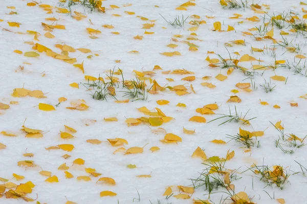 黄红秋叶在第一次下雪 树叶躺在雪地上 在地上 — 图库照片