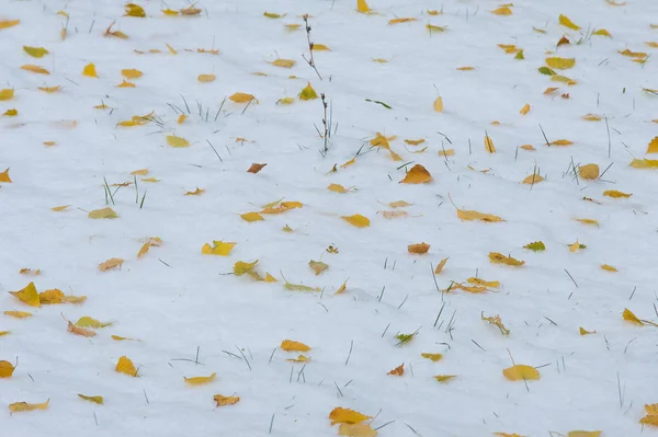 黄红秋叶在第一次下雪 树叶躺在雪地上 在地上 — 图库照片