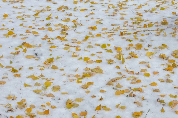 Textura Fondo Patrón Hojas Amarillas Rojas Otoño Primera Nieve Las —  Fotos de Stock