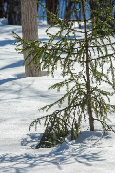 Winterlandschap Jonge Kerstbomen Bedekt Met Sneeuw Zonnige Ijzige Dag Kerstkaart — Stockfoto