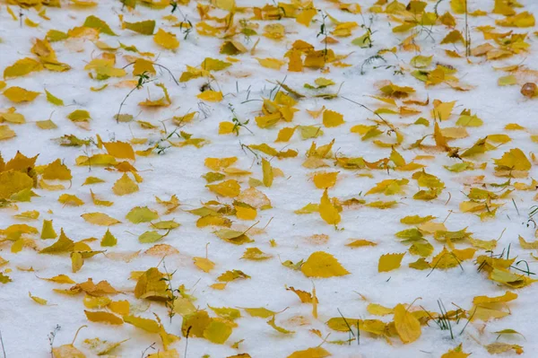Textura Fondo Patrón Hojas Amarillas Rojas Otoño Primera Nieve Las —  Fotos de Stock