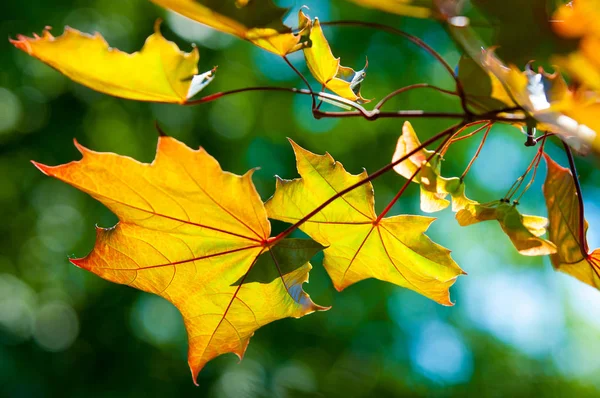 Texture Background Pattern Leaves Seeds Red Maple Branch Summer — Stock Photo, Image