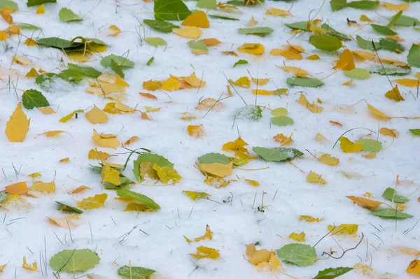 Textura Fundo Padrão Outono Vermelho Amarelo Deixa Primeira Neve Folhas — Fotografia de Stock