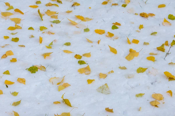 テクスチャ パターン 最初雪の上 黄色の赤の紅葉 地面に雪の上で嘘します — ストック写真