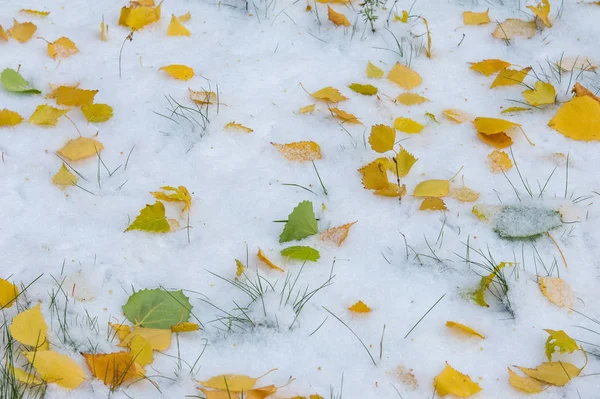 黄红秋叶在第一次下雪 树叶躺在雪地上 在地上 — 图库照片