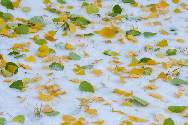 Textura Fundo Padrão Outono Vermelho Amarelo Deixa Primeira Neve Folhas — Fotografia de Stock