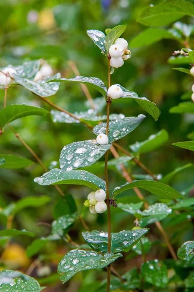 Symphoricarpos Albus Uma Espécie Planta Com Flor Pertencente Família Asteraceae — Fotografia de Stock