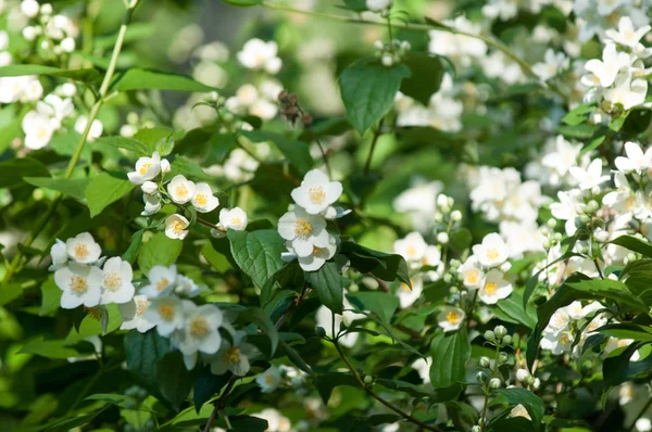 Bahçe Çiçek Yasemin Axonomical Adı Jasminum Jsmnm Cins Çalılar Zeytin — Stok fotoğraf