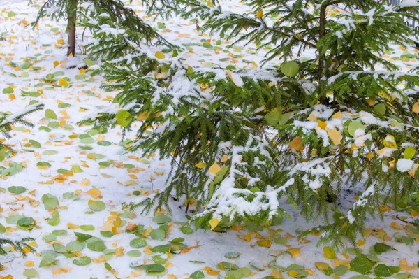Текстура Фон Рисунок Желтые Красные Осенние Листья Первом Снегу Листья — стоковое фото