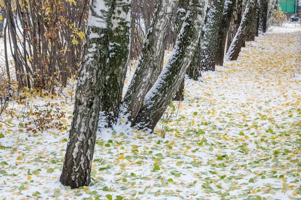 Textura Fondo Patrón Hojas Amarillas Rojas Otoño Primera Nieve Las —  Fotos de Stock