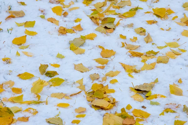 Doku, arka plan, desen. İlk kar üzerinde sarı kırmızı sonbahar yaprakları. Yaprakları yalan yere kar üzerinde.