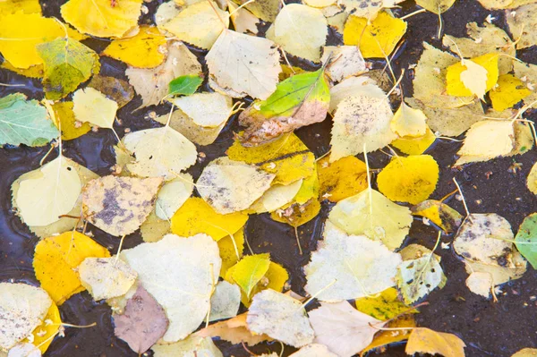 秋叶落在水坑里 — 图库照片