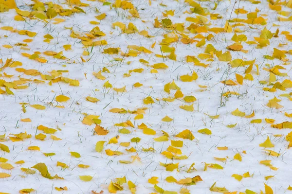Текстура Фон Візерунок Жовте Червоне Осіннє Листя Першому Снігу Листя — стокове фото