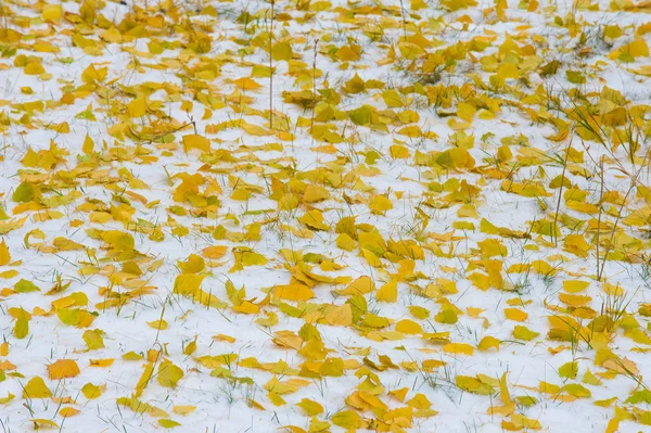 Texture Sfondo Pattern Foglie Giallo Rosse Autunnali Sulla Prima Neve — Foto Stock