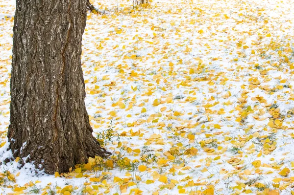 Textura Fondo Patrón Hojas Amarillas Rojas Otoño Primera Nieve Las —  Fotos de Stock