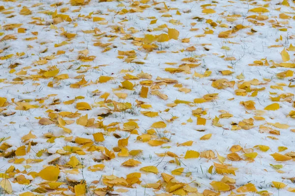 Textura Fondo Patrón Hojas Amarillas Rojas Otoño Primera Nieve Las —  Fotos de Stock