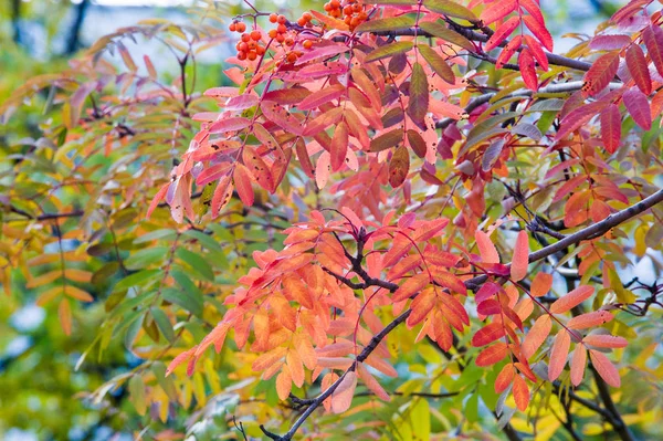 Textur Hintergrund Muster Herbstblätter Der Eberesche Gelb Rotes Rubin Ein — Stockfoto